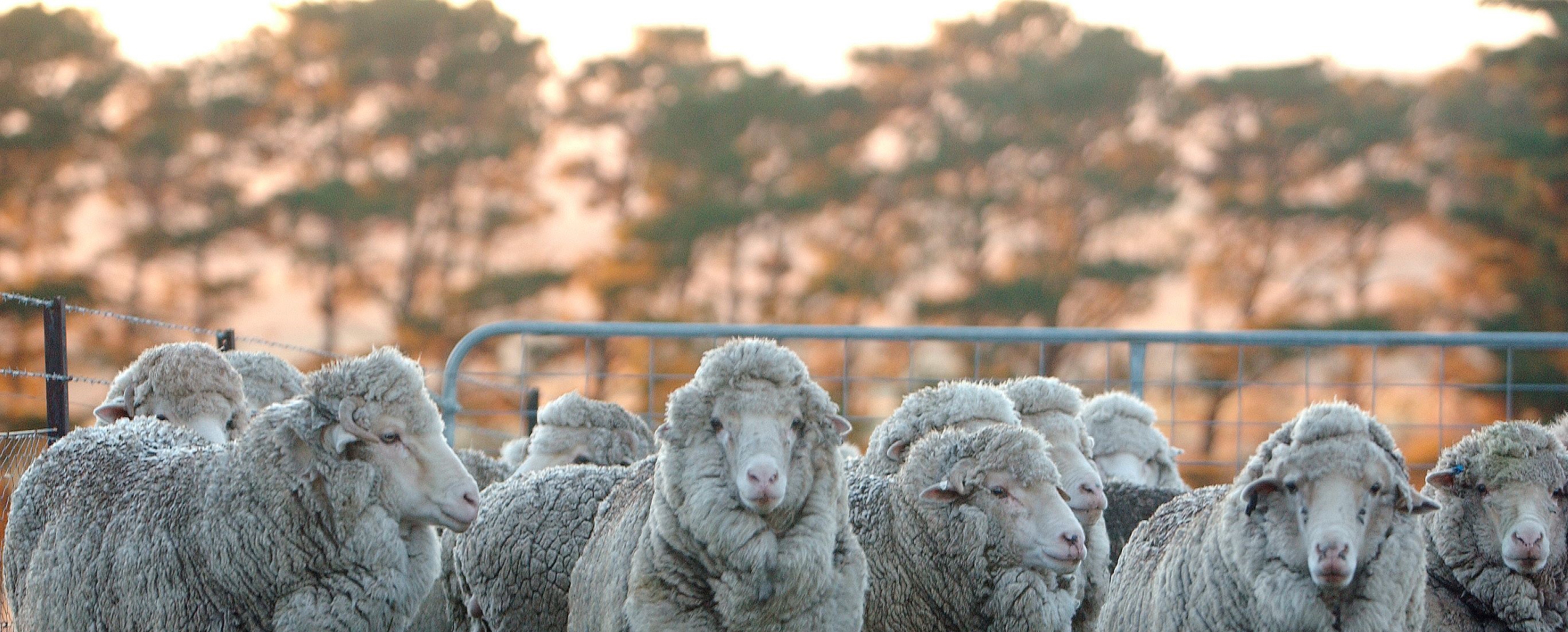 Caring for our sheep